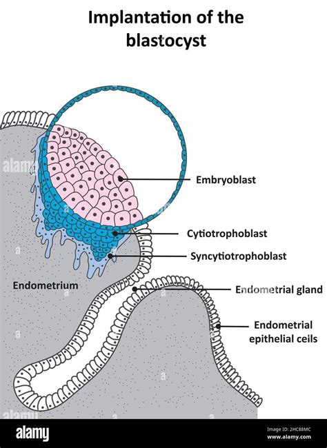 syncytiotrophoblast|syncytiotrophoblast vs cytotrophoblast histology.